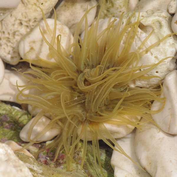 Anemonia viridis, Croazia, 05.2011